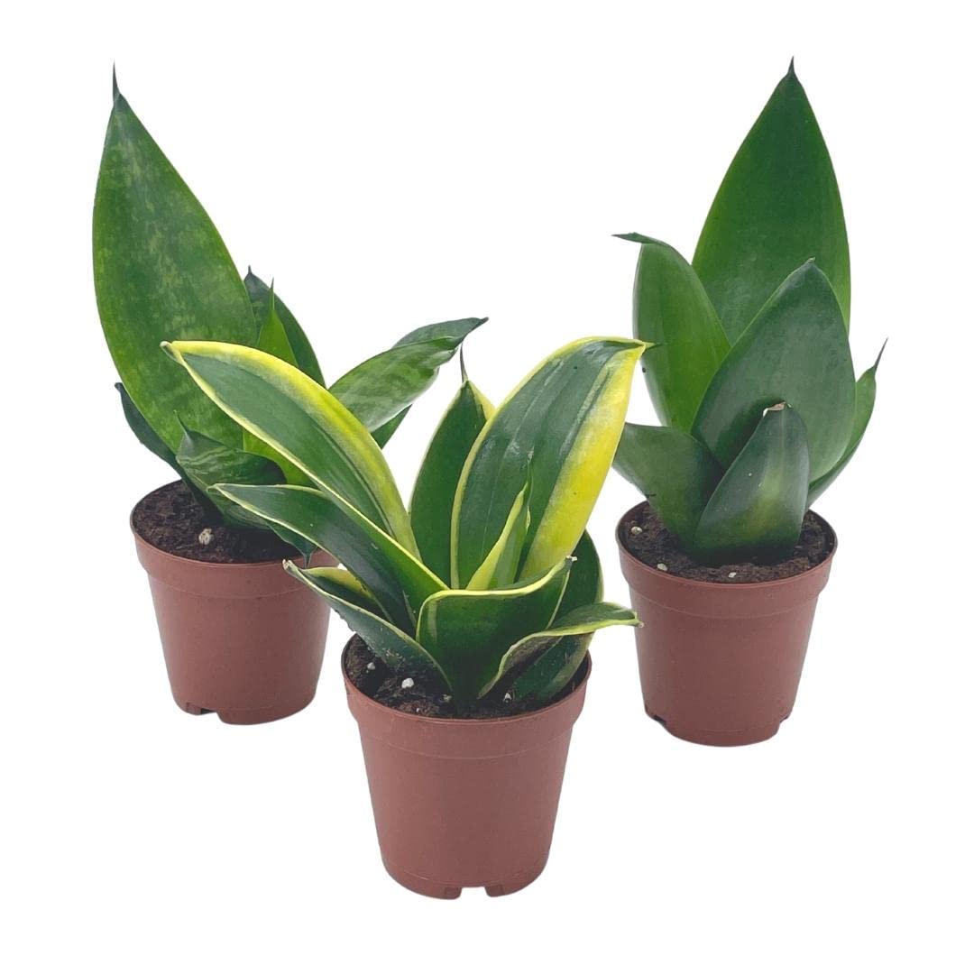 sansevieria sordida BubbleBlooms Sansevieria Trifasciata Assortment 3 Different Dwarf Rose – Florida House Plants