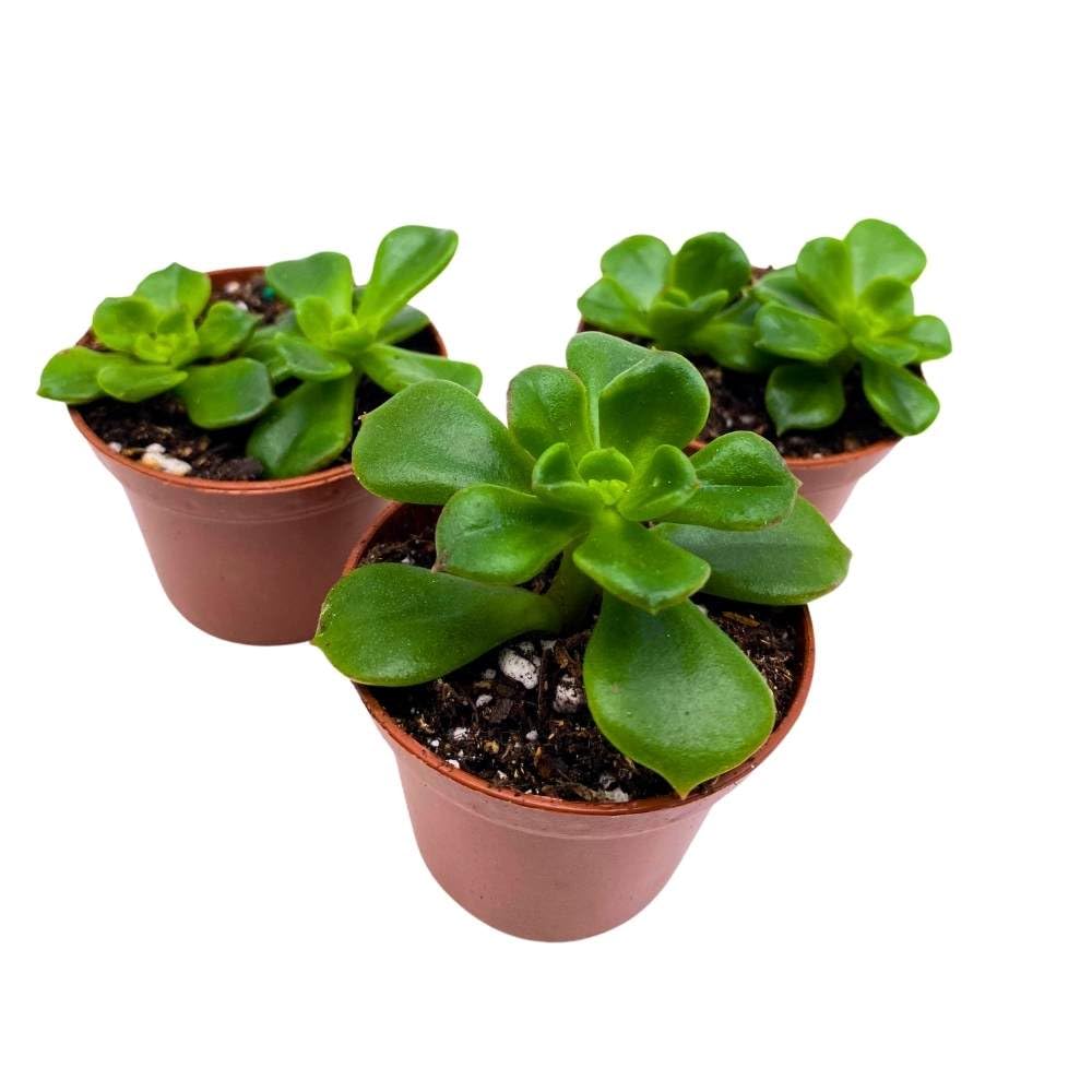 Echeveria Emerald Ripple, 2 inch Set of 3, Garden Succulents Tiny Mini Pixie