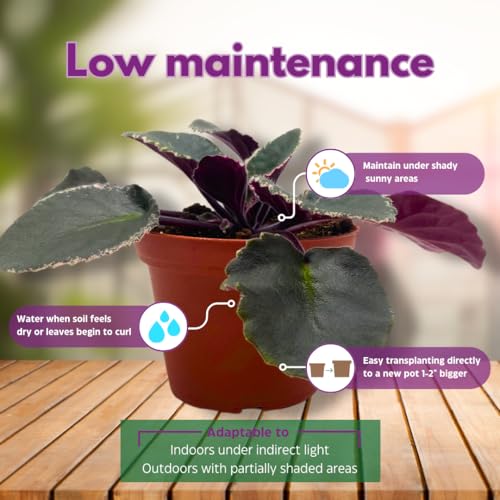 Harmony Foliage African Violet Wrangler's Winter Hawk Variegated 4 inch Purple Flower