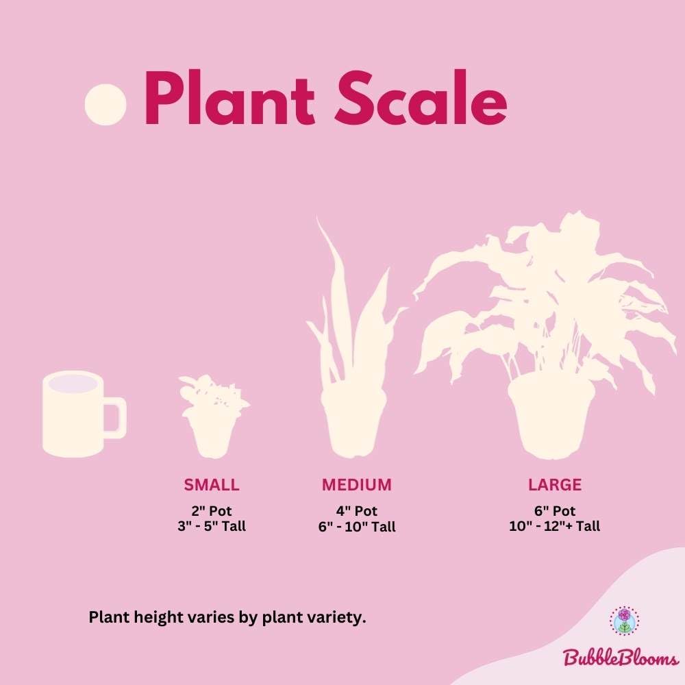 BubbleBlooms Alocasia Mirror Face sinuata in a 4 inch Pot