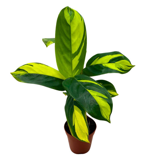 BubbleBlooms Calathea Pilosa in a 2 inch Pot Tiny Minie Pixie Plant