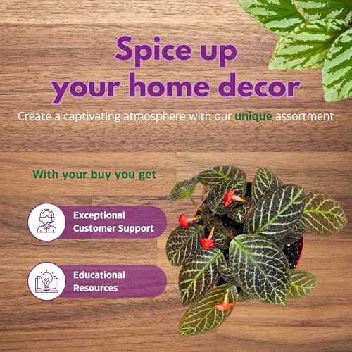 Harmony Foliage Episcia Longwood Gardens Flame Violet 6 inch