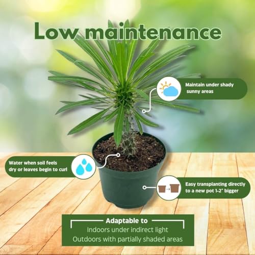 BubbleBlooms Madagascar Palm Pachypodium Geayi, 6 inch