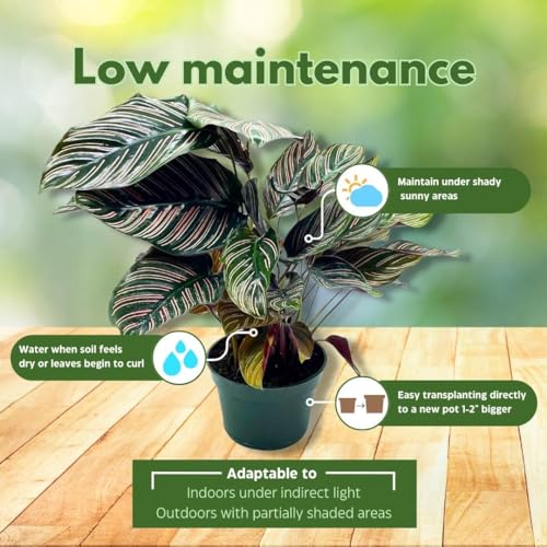 BubbleBlooms Calathea Ornata, Pinstripe in a 4 inch Pot Prayer Plant, Cathedral Plant Pin Stripe