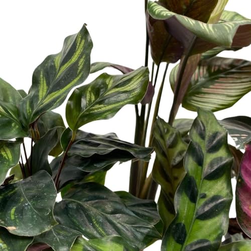 BubbleBlooms Calathea Assortment, 2 inch Set of 5, Peacock Prayer Plant Set Regal Indoor Foliage