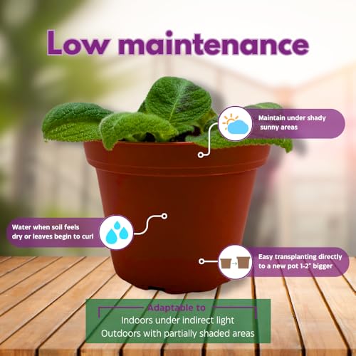 Harmony Foliage Harmony's Sorrento Sunrise Episcia 4 inch Green Flame Violet