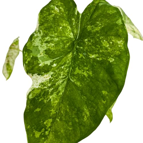 BubbleBlooms Variegated Alocasia Frydek Macro in a 2 inch Pot Tiny Mini Pixie Plant