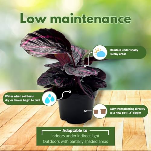 BubbleBlooms Calathea Dottie Black Rose Roseopicta in a 4 inch Pot