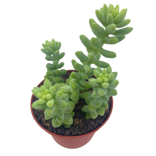 Burro's Tail, Sedum Morganianum, 3 inch Pot, Donkey's/Burrito Tails