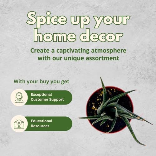 BubbleBlooms Sansevieria Fernwood Mikado in a 4 inch Pot