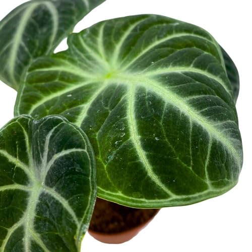 BubbleBlooms Alocasia Ninja, 2 inch Set of 3, Black Velvet Elephant Ear Tiny Mini Pixie Plants