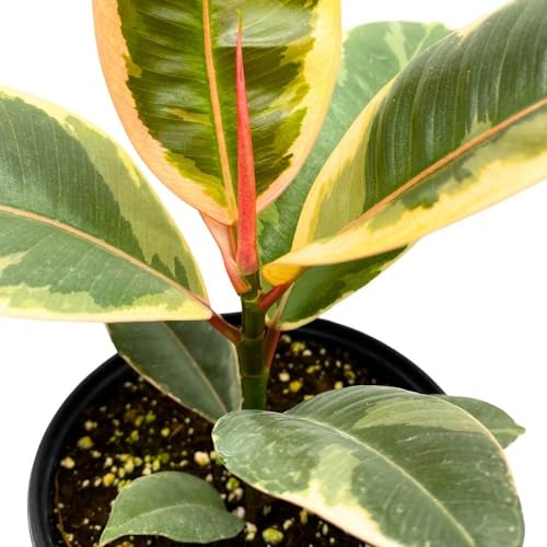 BubbleBlooms Ficus elastica Tineke Variegated 6 inch India Rubber Tree Decora Fig Plant