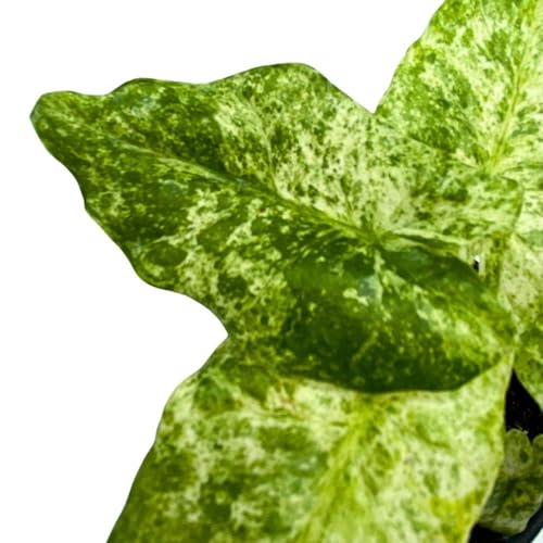 BubbleBlooms Alocasia Blizzard in a 4 inch Pot Marble Variegated Splash Very Rare Elephant Ear
