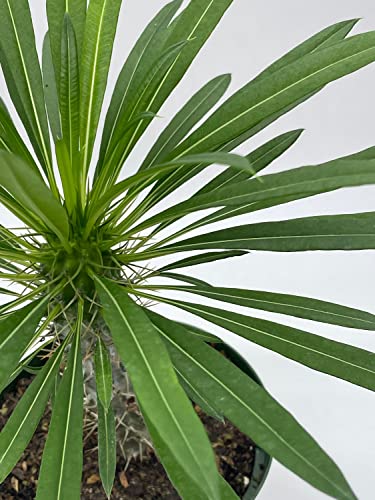 BubbleBlooms Madagascar Palm Pachypodium Lamerei 6 inch