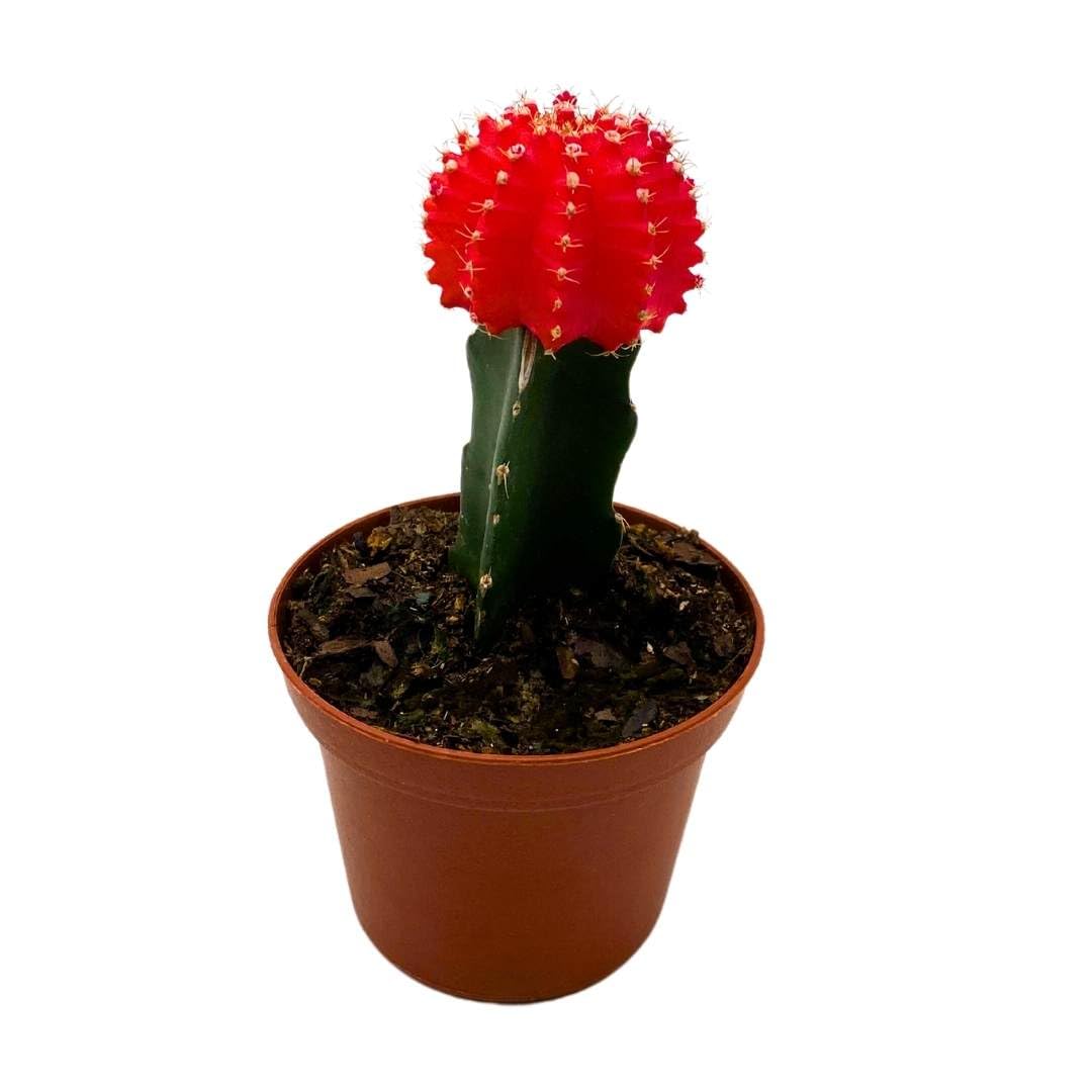 BubbleBlooms Grafted Red Moon Cactus 3 inch