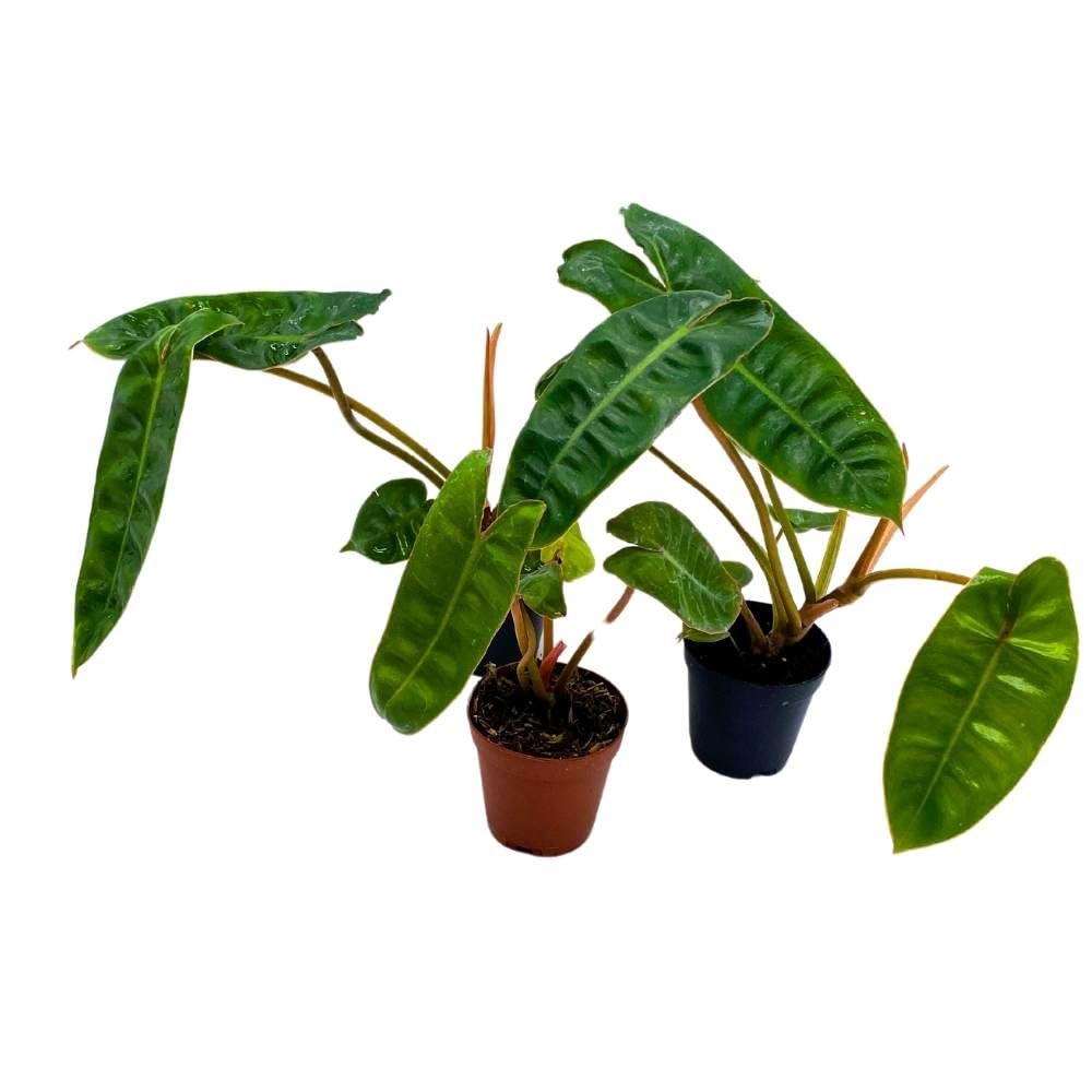 Philodendron billietiae 2 inch Set of 3 Washboard Abs Philo Billie Tiny Mini Pixie Plants