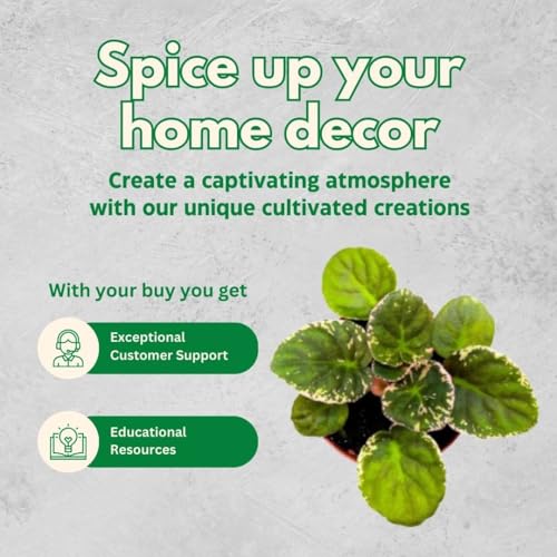 BubbleBlooms Harmony's African Violet Assortment Set, 2 inch pots, 6 Different African Violets Gesneriad Plants, Tiny Mini Pixie Plant Variety