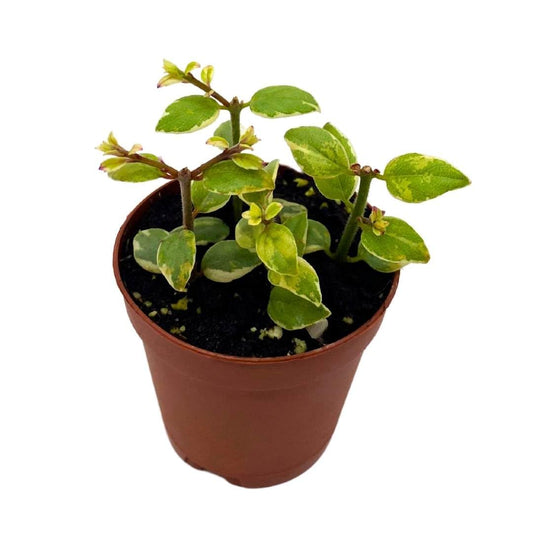 Harmony Foliage Columnea Broget Stavanger in a 2 inch Pot