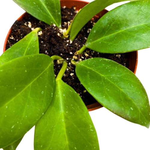 BubbleBlooms Hoya Cutis Porcelana 4 inch