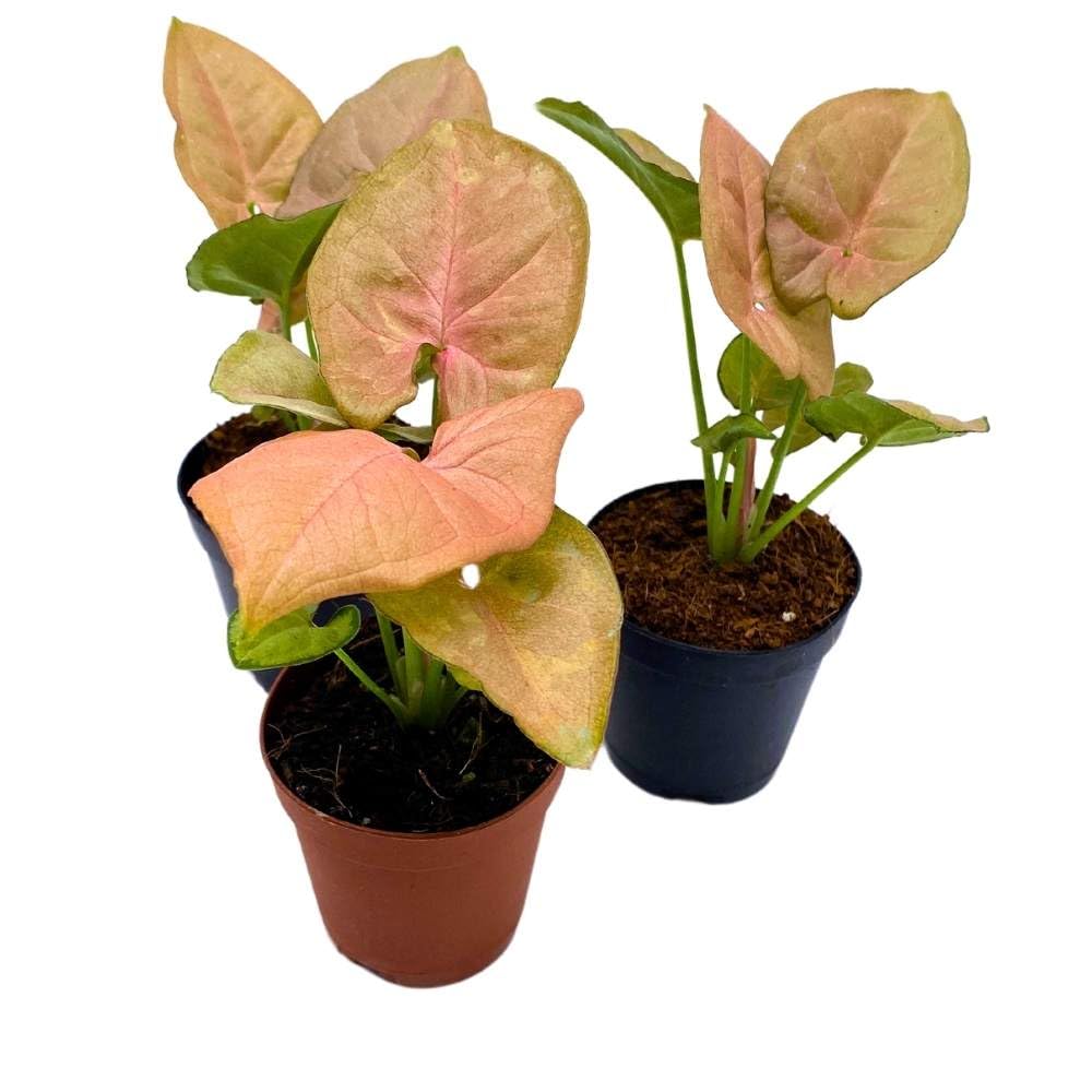 Syngonium Neon Pink, 2 inch Set of 3, Strawberry Princess Arrowhead Vine Tiny Mini Pixie Plants