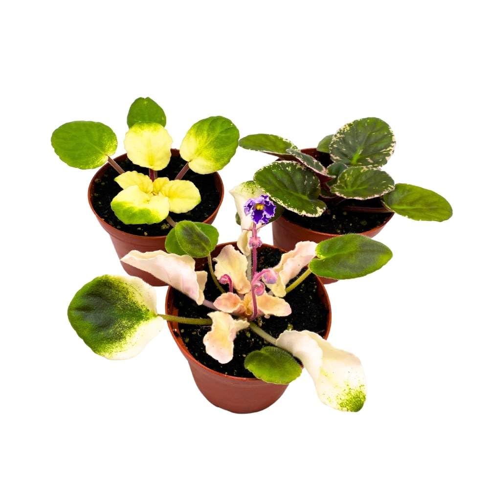 Harmony's Variegated African Violet Assortment, 4 inch Set of 3, Rare Saintpaulia Violets Gesneriads