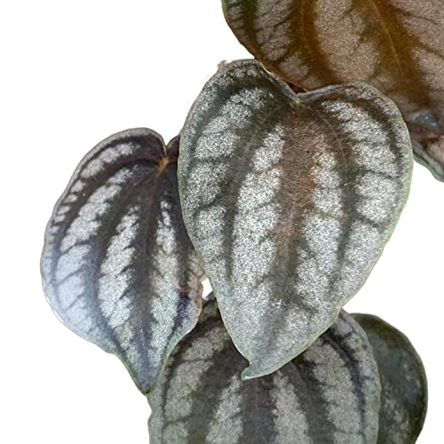 BubbleBlooms Harmony's Peperomia Turboensis in a 4 inch Pot Rare Dark Pep,