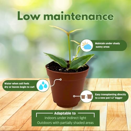 BubbleBlooms Hoya Varigated Bella Albomarginata in a 2 inch Pot