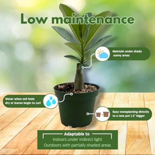 BubbleBlooms Desert Rose Peach Cobbler in a 4 inch Pot Extremely Rare Flower