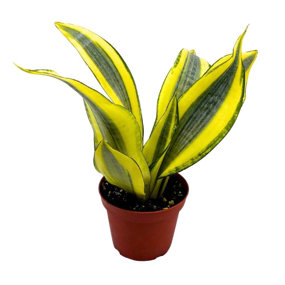 Sansevieria Gold Dust 4 inch Rare Dracaena trifasciata Hybrid Snake Plant