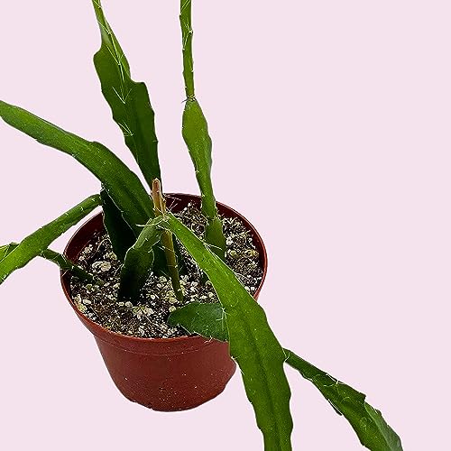 BubbleBlooms Epiphyllum Orchid Cactus in a 4 inch Pot Disocactus ackermannii,