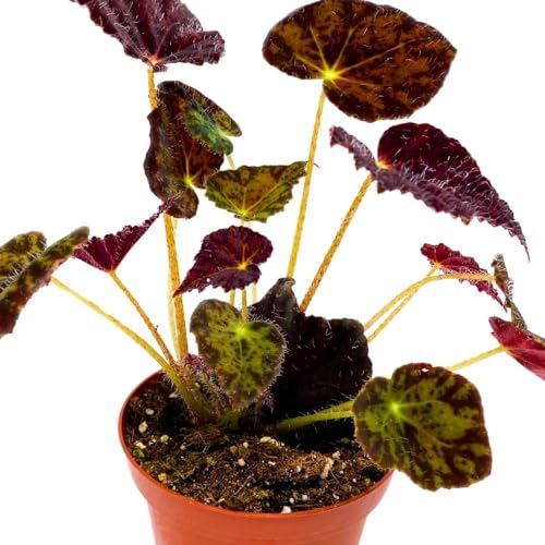 Harmony Foliage Begonia Night Eyes, 4 inch Rhizomatous Rhizo Dark Purple