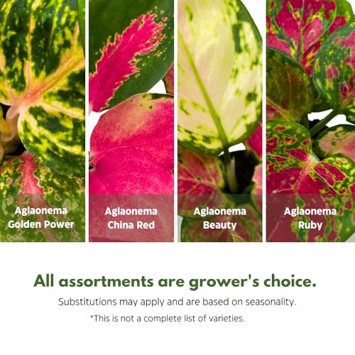 BubbleBlooms Aglaonema Assortment 2 inch Set of 4