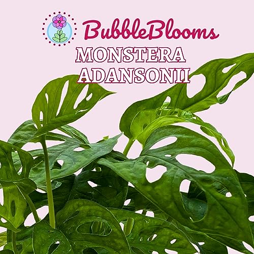 BubbleBlooms Monstera Adansonii Swiss Cheese Plant, Live in a 4 inch Pot by BubbleBlooms