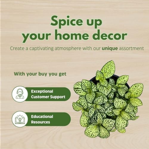 BubbleBlooms White Star Fittonia Albivenis Nerve Plant in a 4 inch Pot Silver Net Leaf, Mosaic Jewel Creeping Indoor Plant Argyroneura