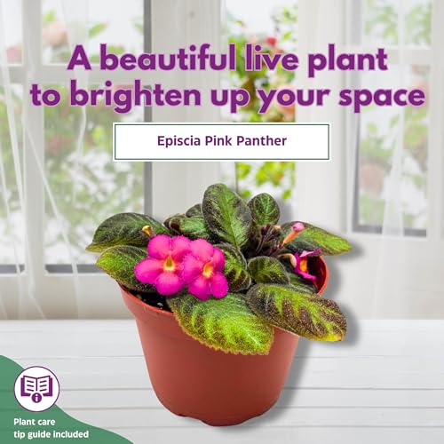 Harmony Foliage Episcia Pink Panther Flame Violet 4 inch