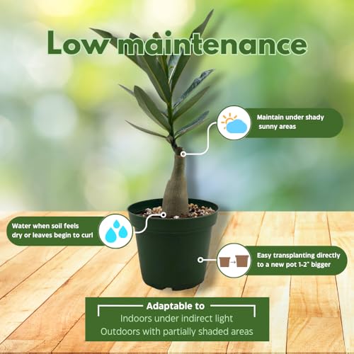 BubbleBlooms Desert Rose Sleeping Beauty in a 4 inch Pot Extremely Rare Flower