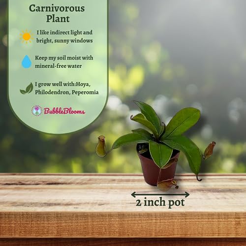 BubbleBlooms Winged Pitcher Plant, Carnivorous, in 2 inch Pot