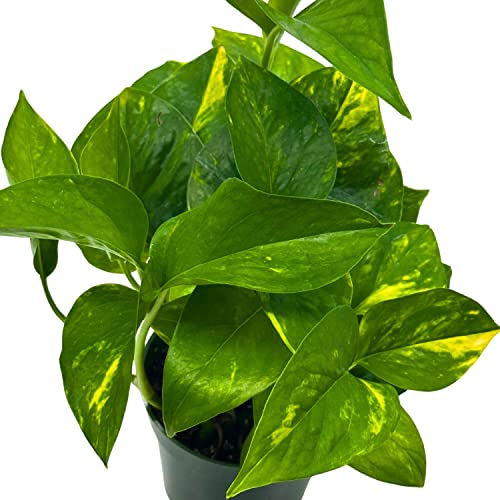 BubbleBlooms Devil's Ivy Golden Pothos in a 4 inch Pot Epipremnum Pinnatum Aureum