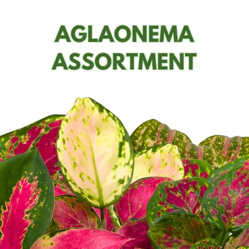 BubbleBlooms Aglaonema Assortment 2 inch Set of 4
