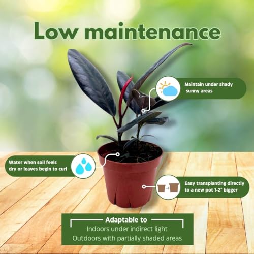 BubbleBlooms Ficus elastica Burgundy, Rubberplant, India Rubber Plant, India Rubber Tree fig in a 4 inch Pot