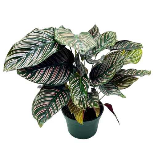 house plant with stripes BubbleBlooms Calathea Ornata, Pinstripe in a 4 inch Pot Prayer Plant, Cathedral Plant Pin Stripe