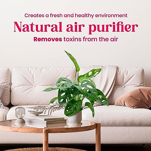 BubbleBlooms Monstera Adansonii Swiss Cheese Plant, Live in a 4 inch Pot by BubbleBlooms