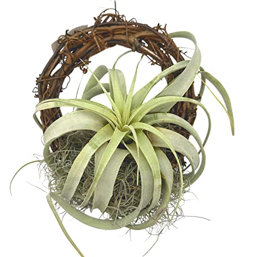 BubbleBlooms Tillandsia Xerographica on an 8 inch Natural Wreath Mounted with Moss, Air Plant Wall Hanger