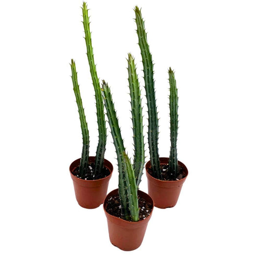 Pickle Plant Pencil Cactus, 2 inch Set of 3, Kleinia stapeliiformis Tiny Mini Pixie Plants