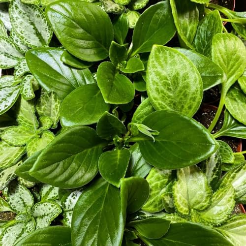 Harmony Foliage Primulina Chirita in 6 inch pots 12-Pack Bulk Wholesale Gesneriads Flowering