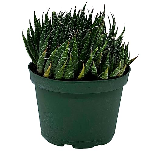 BubbleBlooms Gasteria Flow in a 6 inch Pot Aloe Haworthiodes, Aloe Flow