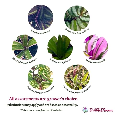 Wandering Dude Assortment, Tradescantia Variety, 2 inch, Set of 3 Tiny Mini Pixie Plant