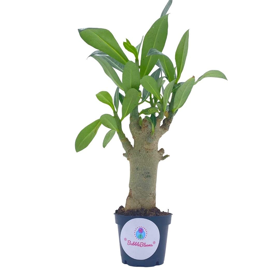 Adenium Obesium, Desert Rose, Multi-Branch, Adenium Desert Rose Sapling, Start, Healthy Rooted, 1 Year Growth, 6-8 inch Height