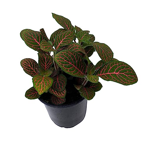 BubbleBlooms Red Nerve Plant, Fittonia Verschaffeltii, Ruby Red Mosaic Plant in a 4 inch Pot