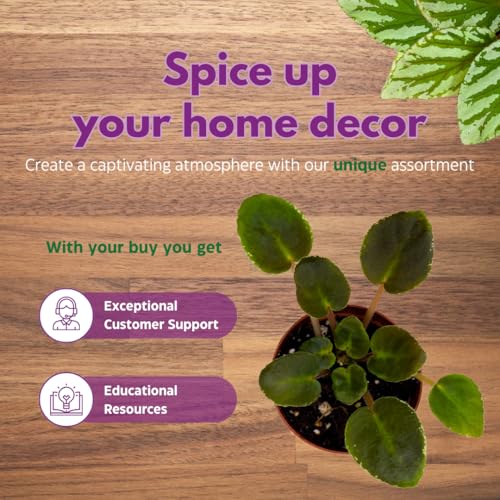 Harmony Foliage Mini African Violet Classic Rock 2 inch White Magenta Flower